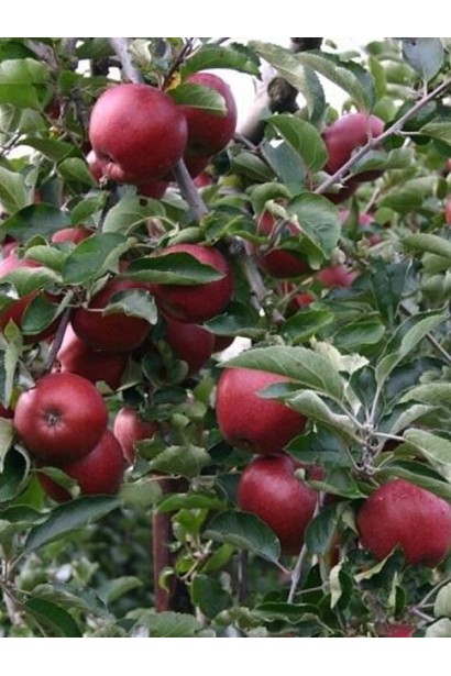 Malus domestica ‘Black Prince’